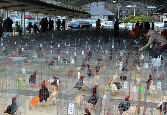日本鶏保護連盟　会場