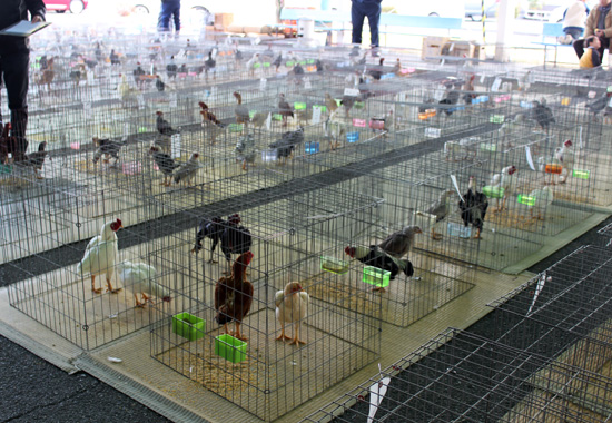 日本鶏保護連盟　品評会全体写真
