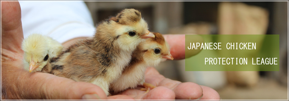 日本鶏保護連盟は、日本の文化財である天然記念物の日本鶏の保存に勤める会です。