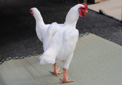 第13回　日本鶏保護連盟全国