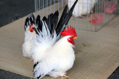 第14回　日本鶏保護連盟品評会　開催のお知らせ