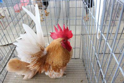 第16回 日本鶏保護連盟 品評会 全国大会 開催のお知らせ