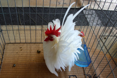 白色種 チャボ （Chabo） 矮鶏